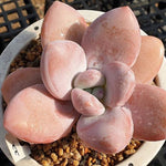 PRESALE Echeveria Raon, (Random)