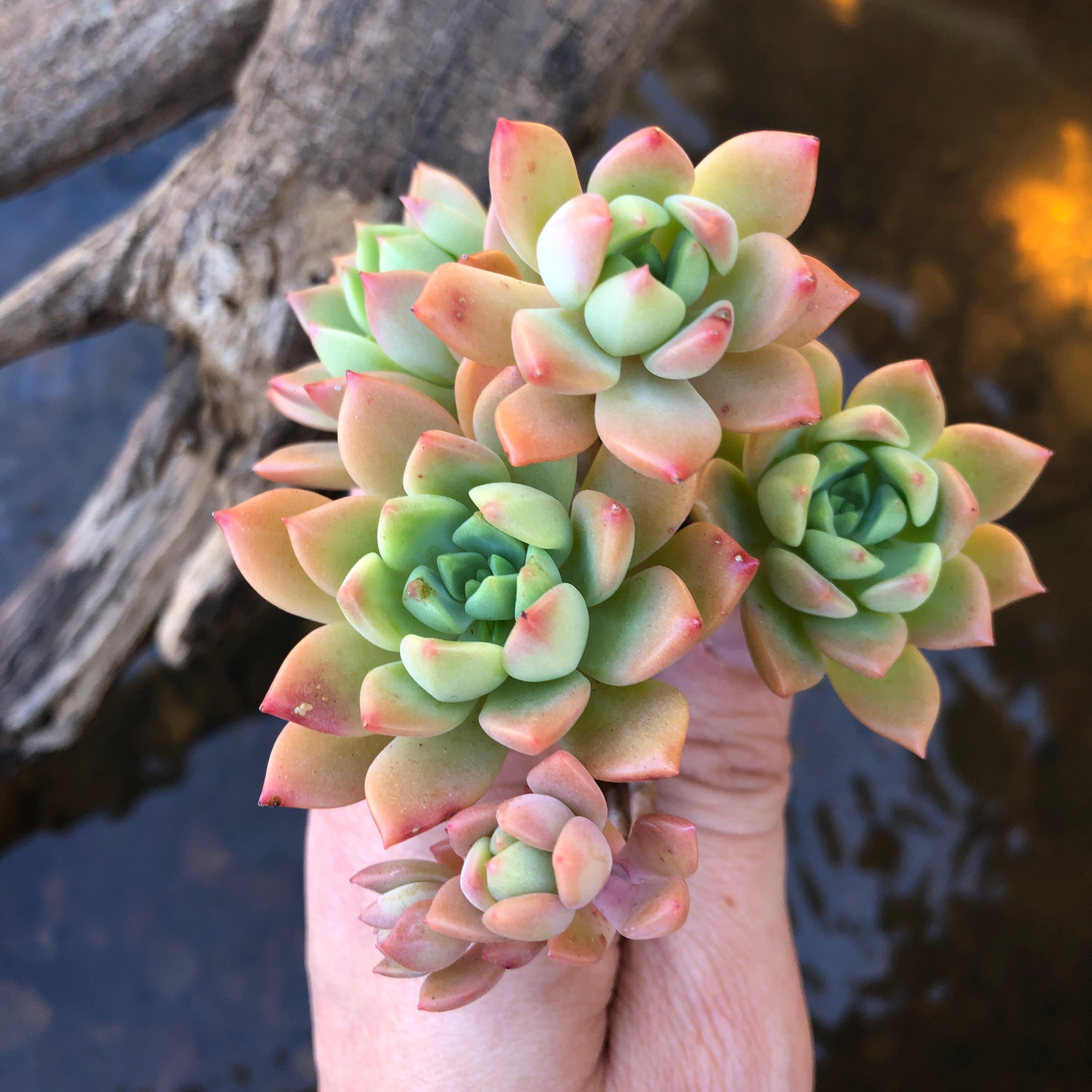 sedeveria succulent types Sedeveria Markus – Cedar Creek Farmhouse