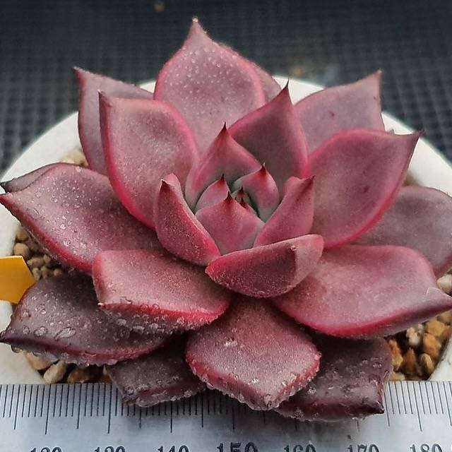 Echeveria Agavoides Ebony