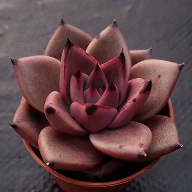 PRESALE Echeveria Agavoides Ebony, (Not so Random)