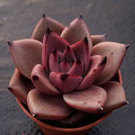 PRESALE Echeveria Agavoides Ebony, (Not so Random)