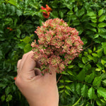 Aeonium Sedifolium, Variegata, (Video)
