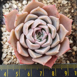 PRESALE Echeveria Glow, (Random) **VIDEO ATTACHED**