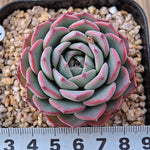 Sale! Echeveria 'Charmean'