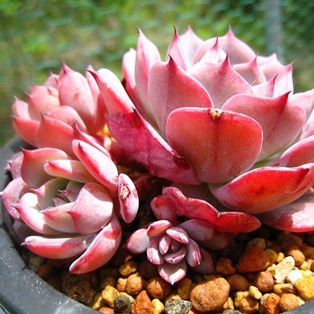 PRESALE Echeveria Laulensis, (Random)