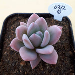 PRESALE  Echeveria Simonoasa, Non-Variegated, (Random)