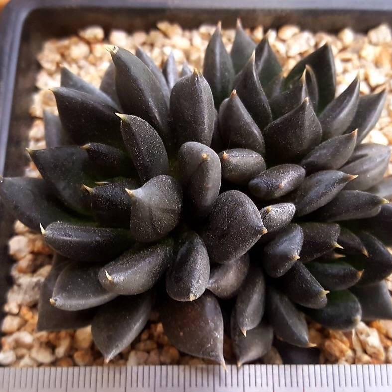 PRESALE Echeveria Dark Knight, Hybrid? (Random)