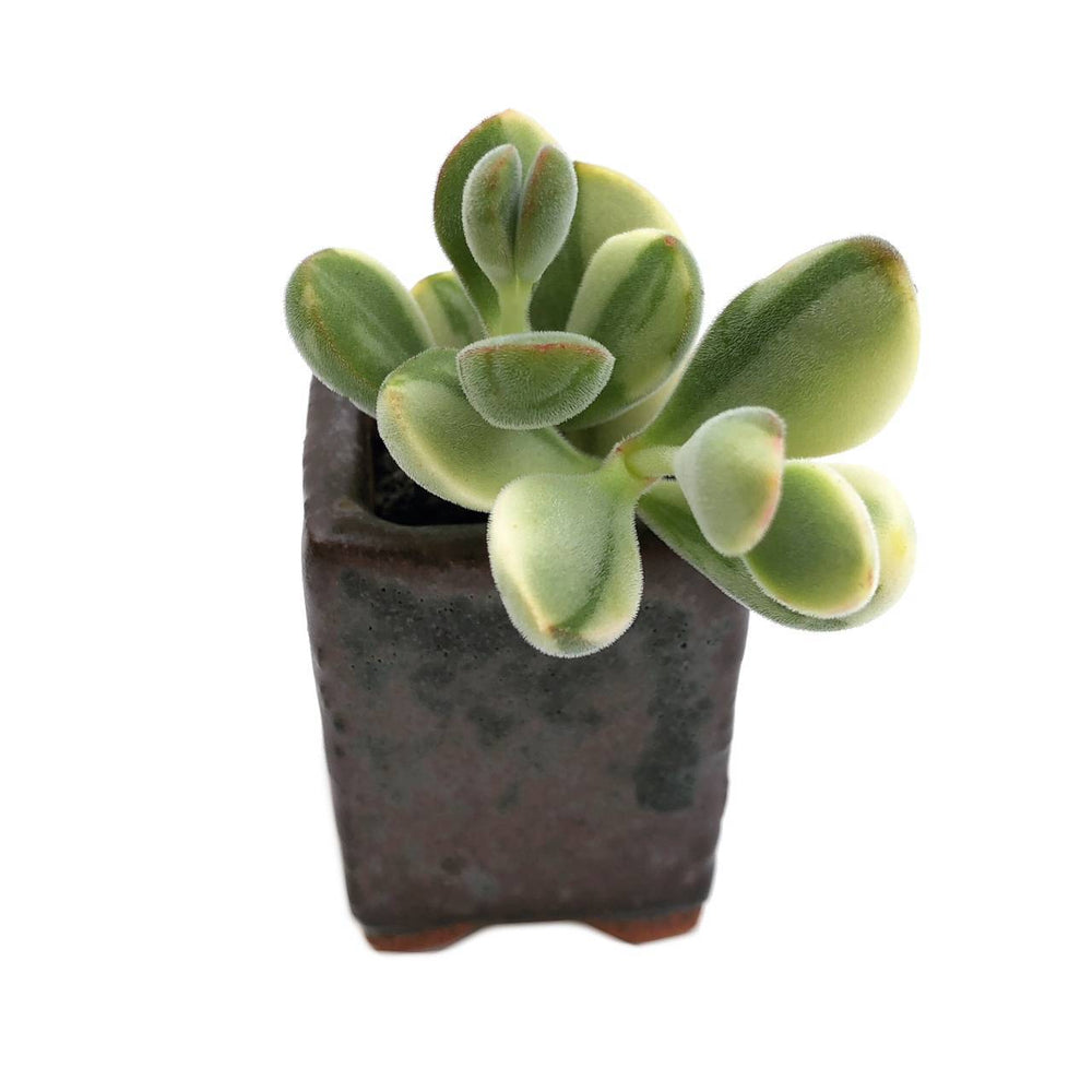 Crassula Rogersii, Variegata, (Exact Plant)