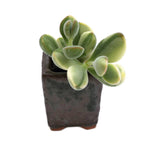 Crassula Rogersii, Variegata, (Exact Plant)