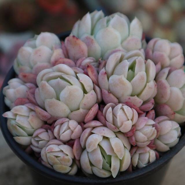 PRESALE Echeveria Lemon Berry Cluster, (Random)