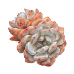 Echeveria Orange Monroe, Double