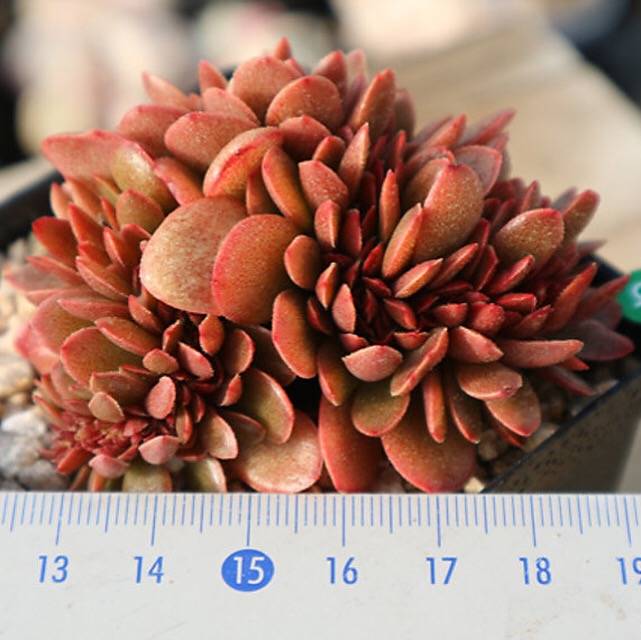 PRESALE Echeveria Ghidoric Iron, (Random)