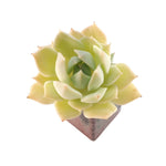 SALE! Echeveria Fun Queen, (Random)