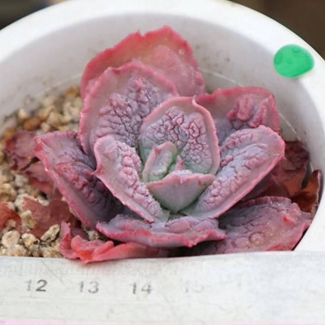 PRESALE Echeveria Linguaas, (Random)