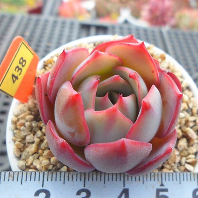 PRESALE Echeveria Lauii Hybrid, (Random)