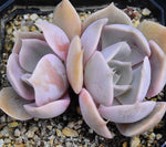 PRESALE Echeveria Marilyn, (Not so Random)