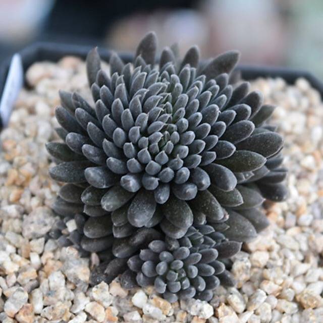 PRESALE Sinocrassula Yunnanensis, (Random)