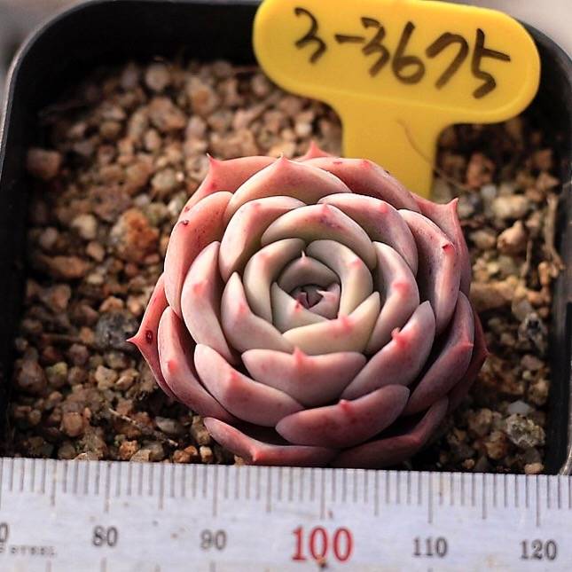 Echeveria Gold Light