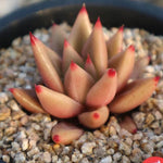 PRESALE Echeveria Psyche, (Not so Random)