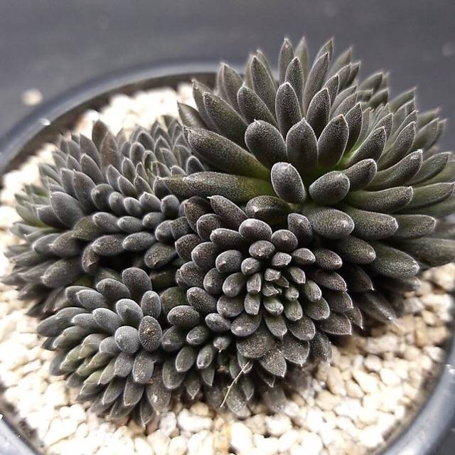 PRESALE Sinocrassula Yunnanensis, (Random)