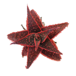 Aloe 'Christmas Carol'