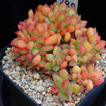 PRESALE Echeveria 'Memory' Cristata, (Random)