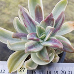 Graptoveria Fred Ives, Variegata, (Not so Random)