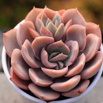 PRESALE Echeveria Hanamachi