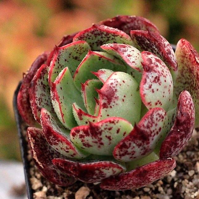 PRESALE Echeveria Love Fire