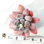 Echeveria 'Deuxi'