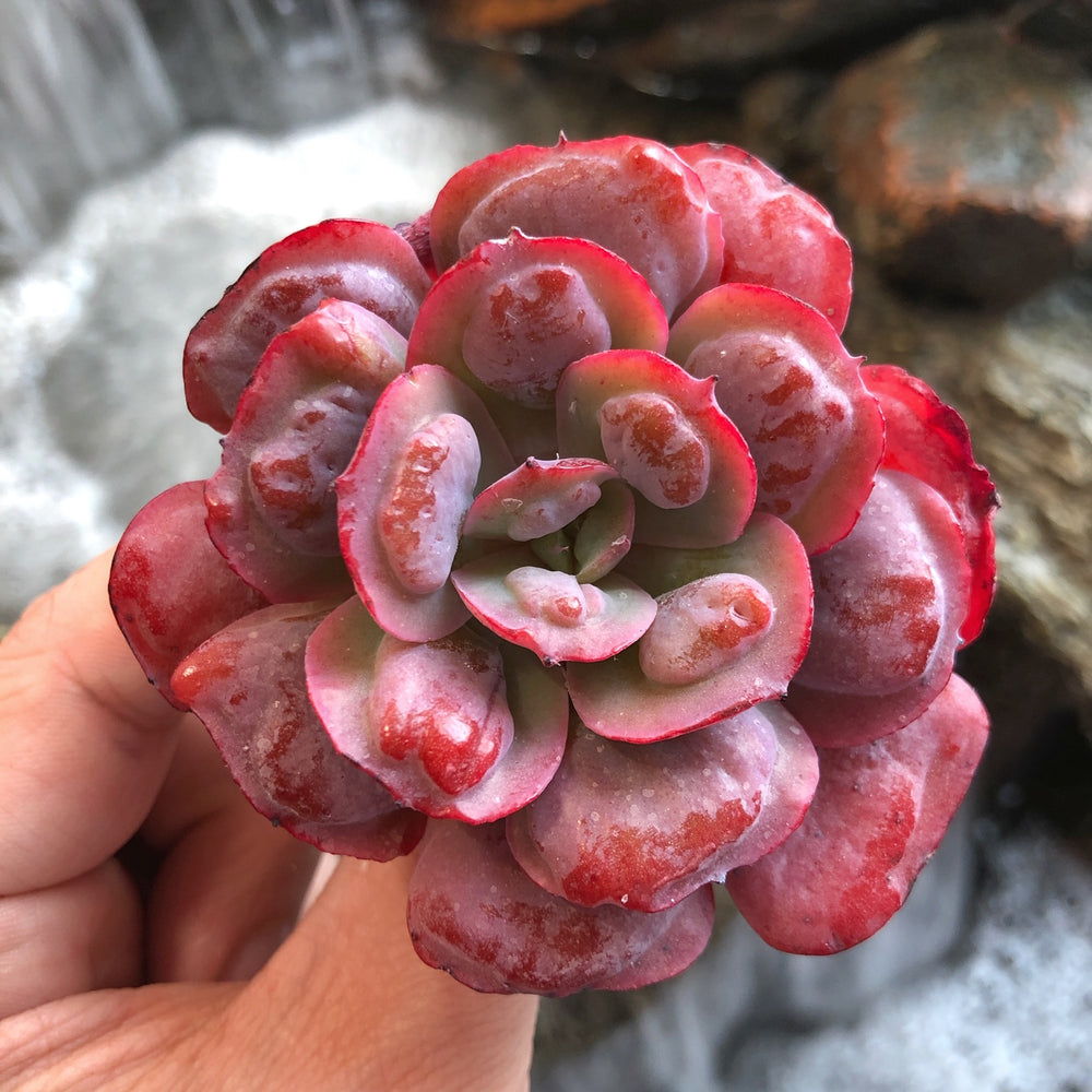 heart delight succulent Echeveria Hearts Delight