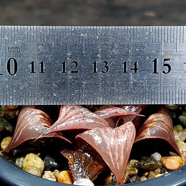 Haworthia Badia Pinky, (Video)