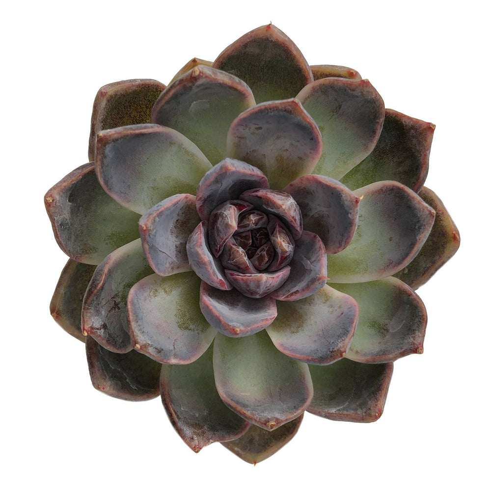 SALE! Echeveria Black Queen