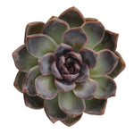 SALE! Echeveria Black Queen