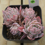 PREVIEW OF MOTHER"S DAY WEEKEND FLASH SALE!  PRESALE Echeveria Violet Queen, (Random)