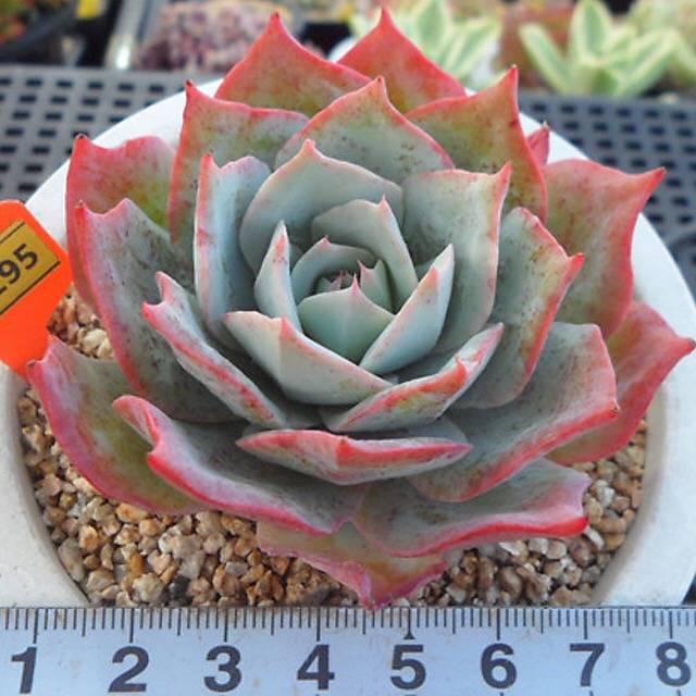 PRESALE Echeveria Lonzanii, (Random)