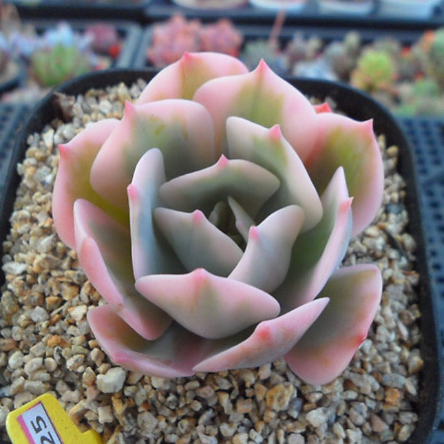 PRESALE Echeveria Secunda, Variegata, (Random)