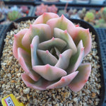 PRESALE Echeveria Secunda, Variegata, (Random)