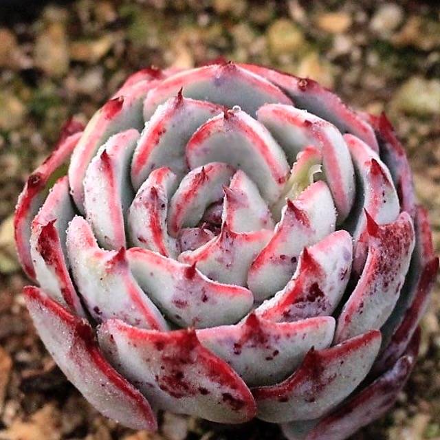 SPECIAL!! JUST CART! PRESALE Echeveria Ceshicon