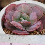 SPECIAL! JUST CART!! PRESALE Echeveria Hearts Delight, (Not so Random)