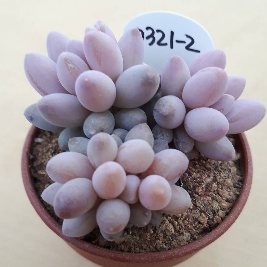 PRESALE Pachyphytum Machucae, (Not so Random)