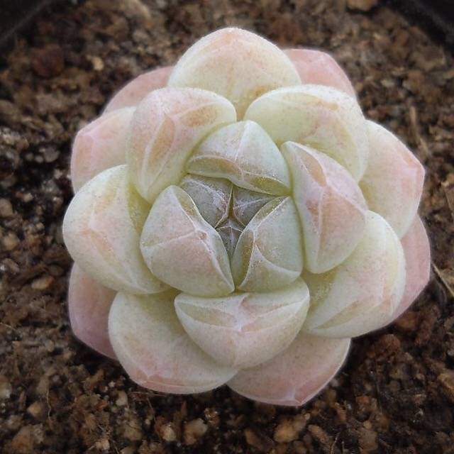 PRESALE Echeveria Ice Green, (Random)