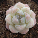 PRESALE Echeveria Ice Green, (Random)