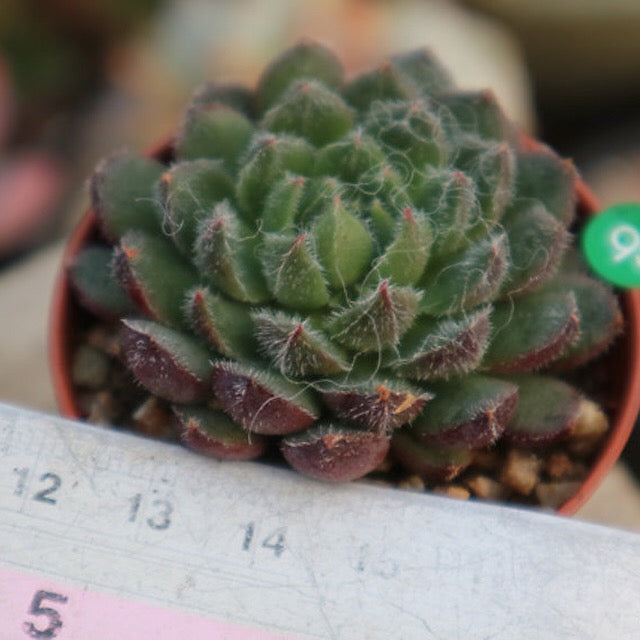 PRESALE Echeveria Scorpion, (Random)