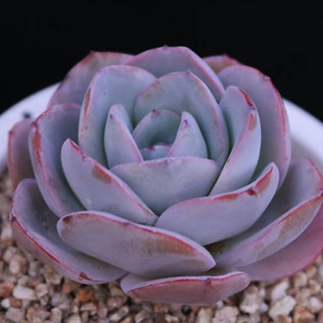 PRESALE Echeveria Brinks Blue, (Random)