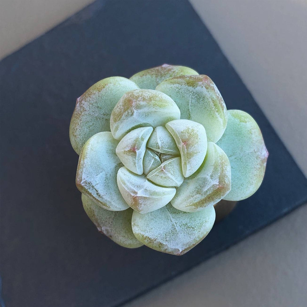 SALE! Echeveria Ice Green, (Randomish)