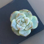 SALE! Echeveria Ice Green, (Randomish)