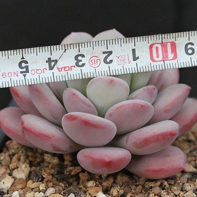 FLASH SALE! PRESALE Echeveria Ice Cream, (Random)