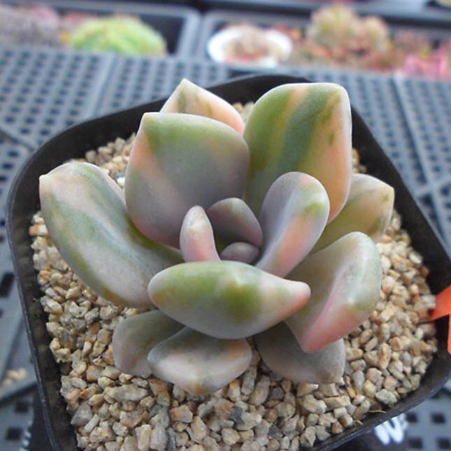 PRESALE Pachyveria Pachyphytodies, Variegatata (Not so Random)