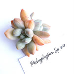 Pachyphytum Sp. #17